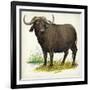 African or Cape Buffalo Syncerus Caffer-null-Framed Giclee Print