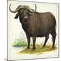 African or Cape Buffalo Syncerus Caffer-null-Mounted Giclee Print