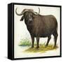 African or Cape Buffalo Syncerus Caffer-null-Framed Stretched Canvas