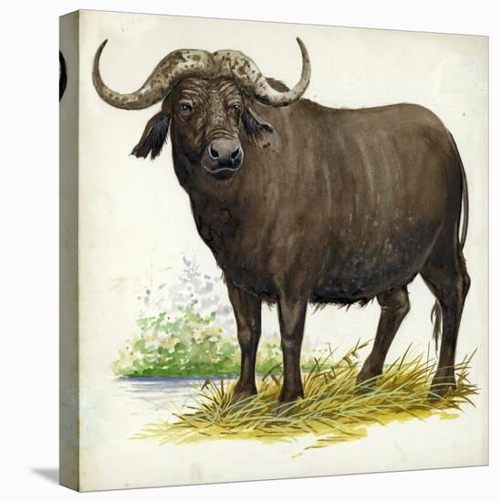 African or Cape Buffalo Syncerus Caffer-null-Stretched Canvas