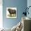 African or Cape Buffalo Syncerus Caffer-null-Giclee Print displayed on a wall