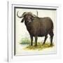 African or Cape Buffalo Syncerus Caffer-null-Framed Giclee Print