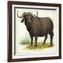 African or Cape Buffalo Syncerus Caffer-null-Framed Giclee Print