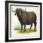 African or Cape Buffalo Syncerus Caffer-null-Framed Giclee Print