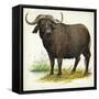 African or Cape Buffalo Syncerus Caffer-null-Framed Stretched Canvas