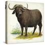 African or Cape Buffalo Syncerus Caffer-null-Stretched Canvas