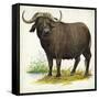 African or Cape Buffalo Syncerus Caffer-null-Framed Stretched Canvas