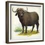 African or Cape Buffalo Syncerus Caffer-null-Framed Giclee Print