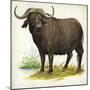 African or Cape Buffalo Syncerus Caffer-null-Mounted Giclee Print