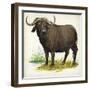 African or Cape Buffalo Syncerus Caffer-null-Framed Giclee Print