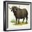 African or Cape Buffalo Syncerus Caffer-null-Framed Giclee Print