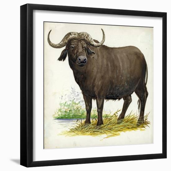 African or Cape Buffalo Syncerus Caffer-null-Framed Giclee Print