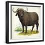 African or Cape Buffalo Syncerus Caffer-null-Framed Giclee Print