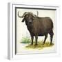 African or Cape Buffalo Syncerus Caffer-null-Framed Giclee Print