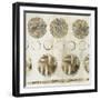 African Pattern-Eva Watts-Framed Art Print