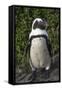 African Penguin, Bettys Bay, Western Cape, South Africa-Pete Oxford-Framed Stretched Canvas