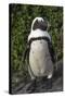 African Penguin, Bettys Bay, Western Cape, South Africa-Pete Oxford-Stretched Canvas