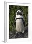 African Penguin, Bettys Bay, Western Cape, South Africa-Pete Oxford-Framed Photographic Print