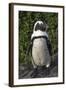 African Penguin, Bettys Bay, Western Cape, South Africa-Pete Oxford-Framed Photographic Print