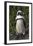 African Penguin, Bettys Bay, Western Cape, South Africa-Pete Oxford-Framed Photographic Print