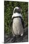 African Penguin, Bettys Bay, Western Cape, South Africa-Pete Oxford-Mounted Photographic Print