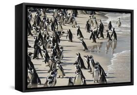 African Penguin (Jackass Penguin) Colony, Boulders Beach National Park, Simonstown-Kimberly Walker-Framed Stretched Canvas