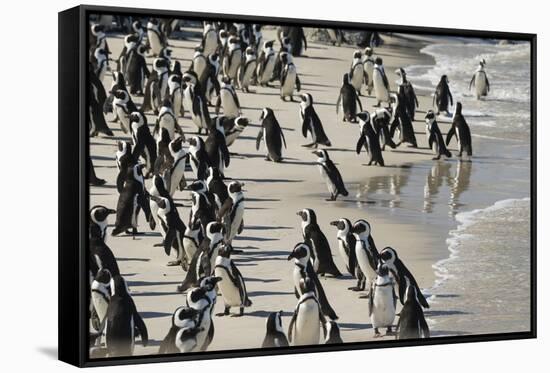 African Penguin (Jackass Penguin) Colony, Boulders Beach National Park, Simonstown-Kimberly Walker-Framed Stretched Canvas