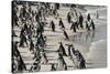 African Penguin (Jackass Penguin) Colony, Boulders Beach National Park, Simonstown-Kimberly Walker-Stretched Canvas