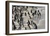 African Penguin (Jackass Penguin) Colony, Boulders Beach National Park, Simonstown-Kimberly Walker-Framed Photographic Print