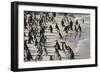 African Penguin (Jackass Penguin) Colony, Boulders Beach National Park, Simonstown-Kimberly Walker-Framed Photographic Print