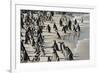 African Penguin (Jackass Penguin) Colony, Boulders Beach National Park, Simonstown-Kimberly Walker-Framed Photographic Print