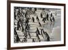 African Penguin (Jackass Penguin) Colony, Boulders Beach National Park, Simonstown-Kimberly Walker-Framed Photographic Print