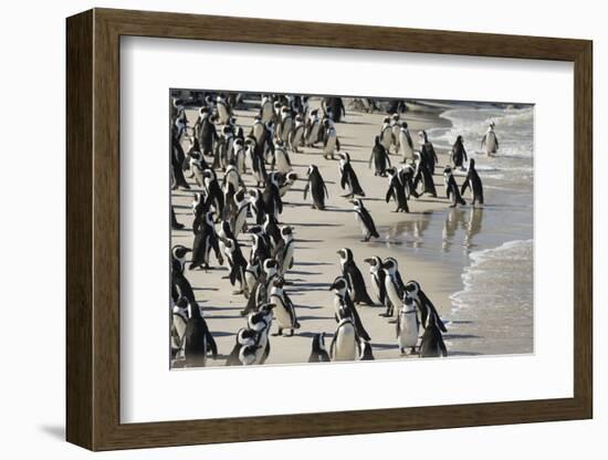 African Penguin (Jackass Penguin) Colony, Boulders Beach National Park, Simonstown-Kimberly Walker-Framed Photographic Print