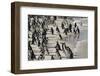 African Penguin (Jackass Penguin) Colony, Boulders Beach National Park, Simonstown-Kimberly Walker-Framed Photographic Print