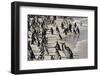 African Penguin (Jackass Penguin) Colony, Boulders Beach National Park, Simonstown-Kimberly Walker-Framed Photographic Print