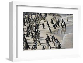 African Penguin (Jackass Penguin) Colony, Boulders Beach National Park, Simonstown-Kimberly Walker-Framed Photographic Print