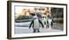 African Penguin on the Sandy Beach. African Penguin ( Spheniscus Demersus) also known as the Jackas-Sergey Uryadnikov-Framed Photographic Print