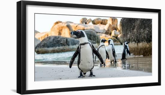 African Penguin on the Sandy Beach. African Penguin ( Spheniscus Demersus) also known as the Jackas-Sergey Uryadnikov-Framed Photographic Print