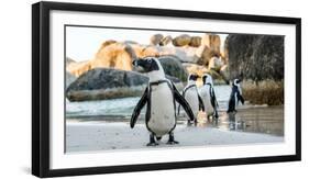 African Penguin on the Sandy Beach. African Penguin ( Spheniscus Demersus) also known as the Jackas-Sergey Uryadnikov-Framed Photographic Print