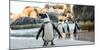 African Penguin on the Sandy Beach. African Penguin ( Spheniscus Demersus) also known as the Jackas-Sergey Uryadnikov-Mounted Photographic Print