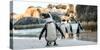 African Penguin on the Sandy Beach. African Penguin ( Spheniscus Demersus) also known as the Jackas-Sergey Uryadnikov-Stretched Canvas