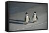 African Penguin Returning to Colony. Western Cape, South Africa-Pete Oxford-Framed Stretched Canvas