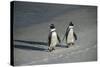 African Penguin Returning to Colony. Western Cape, South Africa-Pete Oxford-Stretched Canvas