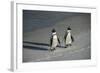 African Penguin Returning to Colony. Western Cape, South Africa-Pete Oxford-Framed Photographic Print