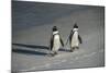 African Penguin Returning to Colony. Western Cape, South Africa-Pete Oxford-Mounted Photographic Print