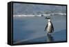 African Penguin Returning to Colony. Western Cape, South Africa-Pete Oxford-Framed Stretched Canvas