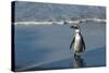 African Penguin Returning to Colony. Western Cape, South Africa-Pete Oxford-Stretched Canvas