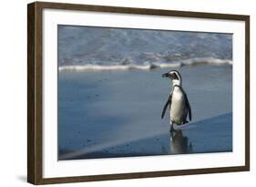 African Penguin Returning to Colony. Western Cape, South Africa-Pete Oxford-Framed Photographic Print