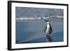 African Penguin Returning to Colony. Western Cape, South Africa-Pete Oxford-Framed Photographic Print