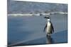 African Penguin Returning to Colony. Western Cape, South Africa-Pete Oxford-Mounted Photographic Print